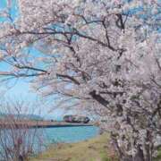 ヒメ日記 2025/04/09 21:03 投稿 一ノ瀬 葵 昼妻夜 滋賀店