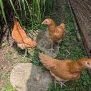 ヒメ日記 2025/07/04 21:18 投稿 一ノ瀬 葵 昼妻夜 滋賀店