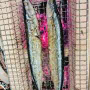 ヒメ日記 2025/10/07 20:24 投稿 一ノ瀬 葵 昼妻夜 滋賀店