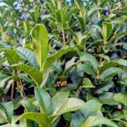 ヒメ日記 2025/10/12 18:39 投稿 一ノ瀬 葵 昼妻夜 滋賀店