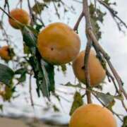 ヒメ日記 2025/10/25 23:48 投稿 一ノ瀬 葵 昼妻夜 滋賀店