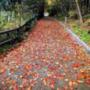 ヒメ日記 2025/11/26 23:33 投稿 一ノ瀬 葵 昼妻夜 滋賀店