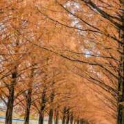 ヒメ日記 2025/12/14 00:54 投稿 一ノ瀬 葵 昼妻夜 滋賀店