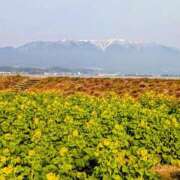 ヒメ日記 2026/01/15 19:03 投稿 一ノ瀬 葵 昼妻夜 滋賀店