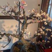 ヒメ日記 2026/03/12 01:03 投稿 一ノ瀬 葵 昼妻夜 滋賀店