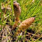 ヒメ日記 2026/03/17 19:18 投稿 一ノ瀬 葵 昼妻夜 滋賀店