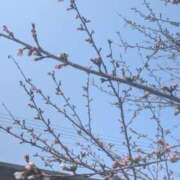 ヒメ日記 2026/03/29 17:48 投稿 一ノ瀬 葵 昼妻夜 滋賀店