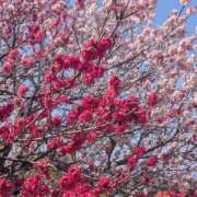 ヒメ日記 2026/04/11 17:12 投稿 一ノ瀬 葵 昼妻夜 滋賀店