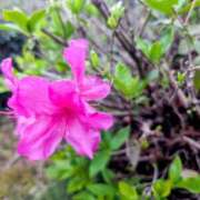 ヒメ日記 2026/04/25 05:33 投稿 一ノ瀬 葵 昼妻夜 滋賀店