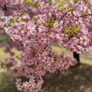 ヒメ日記 2025/04/10 21:26 投稿 しょうほ 熟女家 東大阪店（布施・長田）
