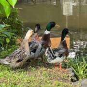 ヒメ日記 2025/06/01 07:45 投稿 しょうほ 熟女家 東大阪店（布施・長田）