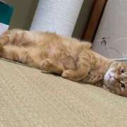 しょうほ お礼💌＆出勤しました♡ 熟女家 東大阪店（布施・長田）