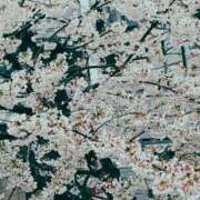 ヒメ日記 2025/04/07 09:43 投稿 かい 立川女学園