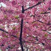 ヒメ日記 2025/03/13 21:34 投稿 さおり タレント倶楽部Around40