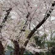 ヒメ日記 2025/04/02 17:50 投稿 さおり タレント倶楽部Around40