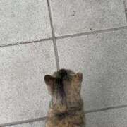 ヒメ日記 2025/04/09 17:50 投稿 さおり タレント倶楽部Around40