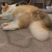 ヒメ日記 2025/06/02 08:10 投稿 さおり タレント倶楽部Around40