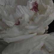 ヒメ日記 2025/10/10 04:34 投稿 さおり タレント倶楽部Around40