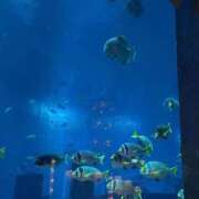 ヒメ日記 2025/12/14 01:28 投稿 さおり タレント倶楽部Around40