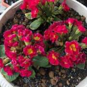 ヒメ日記 2025/02/21 11:04 投稿 ふゆき 三重松阪ちゃんこ