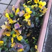 ヒメ日記 2025/02/25 11:53 投稿 ふゆき 三重松阪ちゃんこ