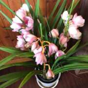 ヒメ日記 2025/02/28 19:13 投稿 ふゆき 三重松阪ちゃんこ