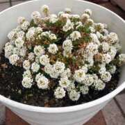 ヒメ日記 2025/03/01 23:23 投稿 ふゆき 三重松阪ちゃんこ