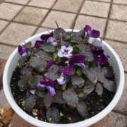 ヒメ日記 2025/03/02 23:33 投稿 ふゆき 三重松阪ちゃんこ