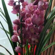 ヒメ日記 2025/03/05 00:53 投稿 ふゆき 三重松阪ちゃんこ