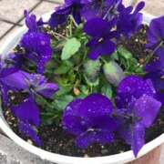 ヒメ日記 2025/03/08 23:33 投稿 ふゆき 三重松阪ちゃんこ