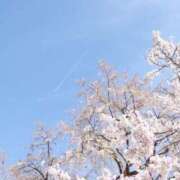 鈴白 なずな 桜の季節ですね 🌸 テレジア大阪