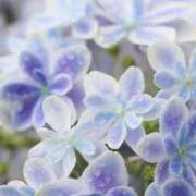 ヒメ日記 2025/06/27 06:18 投稿 花撫(かなで) 人妻城 横浜本店