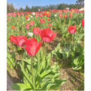 ヒメ日記 2025/04/18 08:59 投稿 えみね 大人の遊園地 所沢店