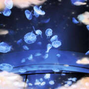 ヒメ日記 2025/01/21 00:55 投稿 えみね 大人の遊園地 越谷店