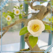 ヒメ日記 2025/01/31 22:35 投稿 えみね 大人の遊園地 西川口店