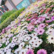 ヒメ日記 2025/03/13 07:20 投稿 えみね 大人の遊園地 西川口店