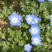 ヒメ日記 2025/04/26 13:06 投稿 こまり ダイスキ