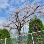 ヒメ日記 2025/04/10 11:17 投稿 あさがお 熟女の風俗最終章 仙台店