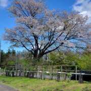 ヒメ日記 2025/05/02 09:54 投稿 あさがお 熟女の風俗最終章 仙台店