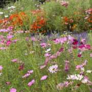 ヒメ日記 2025/10/03 08:20 投稿 まりあ 熟女の風俗最終章 相模原店