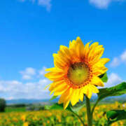 ヒメ日記 2025/07/05 08:42 投稿 あかり 完熟ばなな 横浜