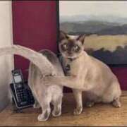 ヒメ日記 2025/03/26 18:49 投稿 上野 鶯谷デッドボール