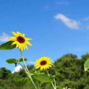 あかり 明日13時〜出勤します(*^^*) 完熟ばなな川崎