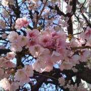 ヒメ日記 2025/03/13 14:05 投稿 ほんわかする『とき』 ESSENCE