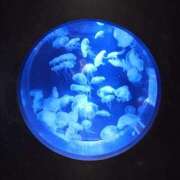 ヒメ日記 2025/03/19 23:47 投稿 ほんわかする『とき』 ESSENCE