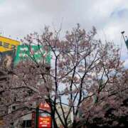 ヒメ日記 2025/03/23 16:35 投稿 ほんわかする『とき』 ESSENCE