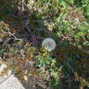 ヒメ日記 2025/03/28 12:51 投稿 ほんわかする『とき』 ESSENCE