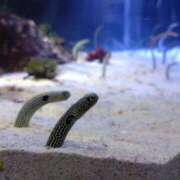 ヒメ日記 2025/05/01 23:48 投稿 ほんわかする『とき』 ESSENCE