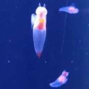 ヒメ日記 2025/05/07 22:57 投稿 ほんわかする『とき』 ESSENCE