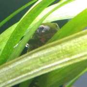 ヒメ日記 2025/05/08 14:09 投稿 ほんわかする『とき』 ESSENCE